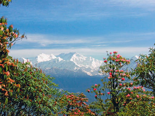 Rhododendron flower valley