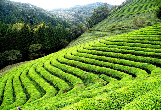 Tea Garden darjeeling